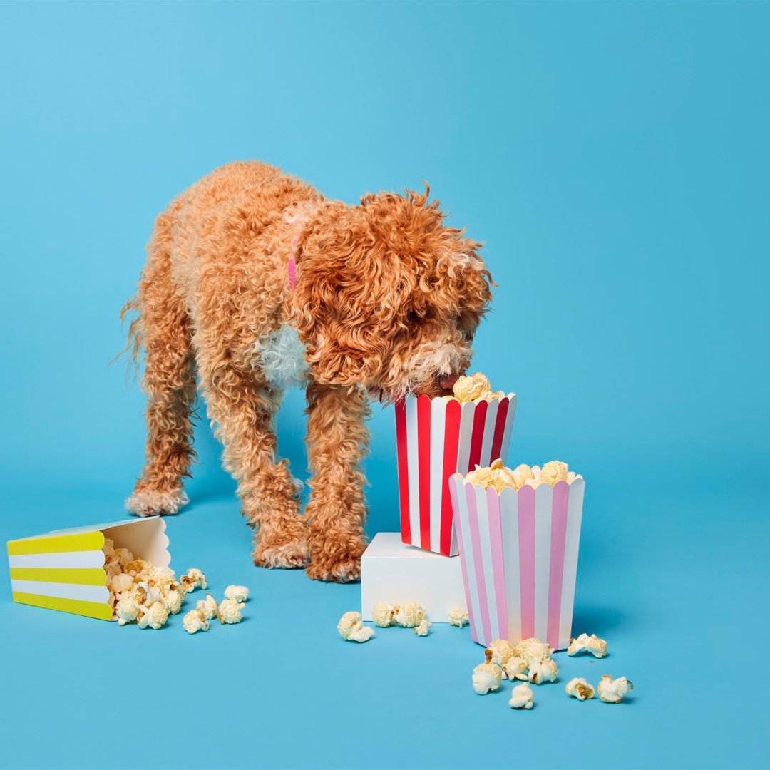Doggy Cheesy Pupcorn Tub