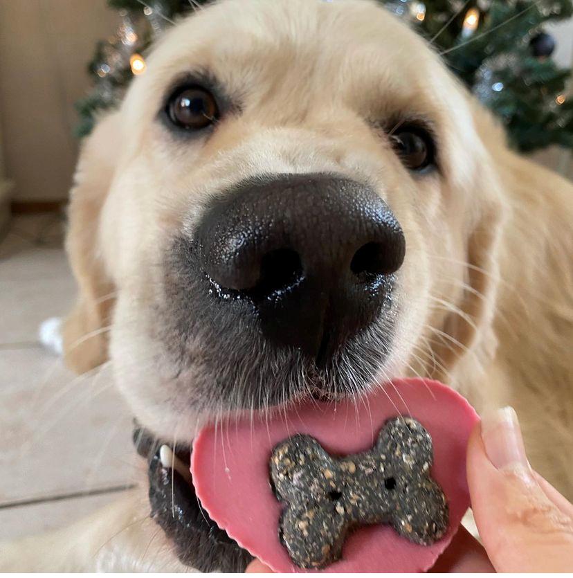 Yoghurt Hearts for Dogs
