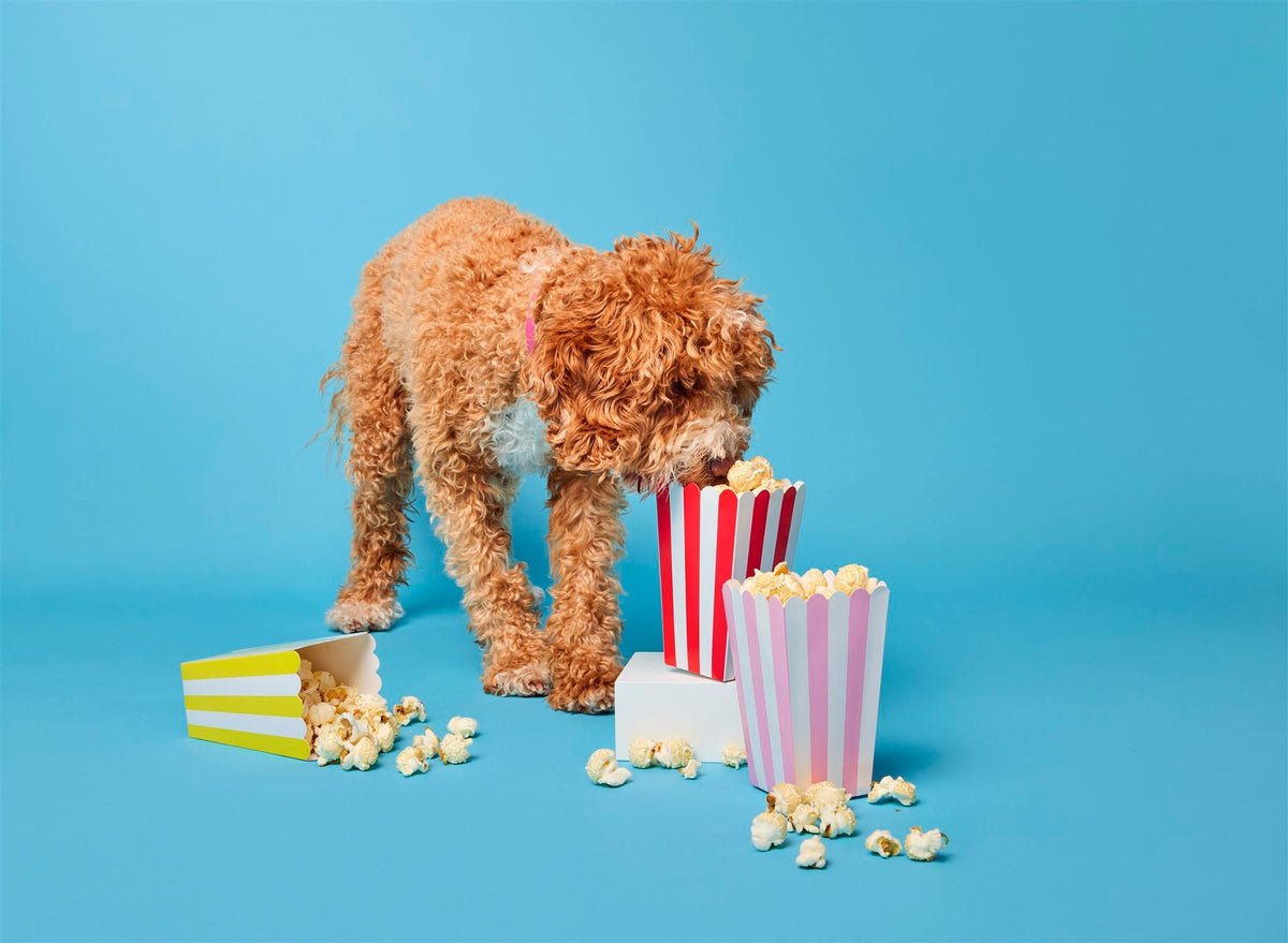 Doggy Popcorn (Pupcorn!)