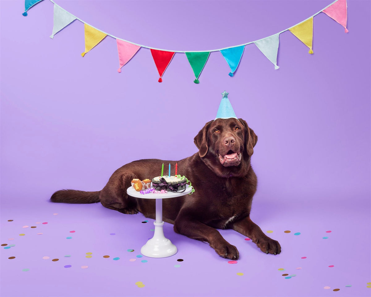 Pawty Time | Dog Party Range