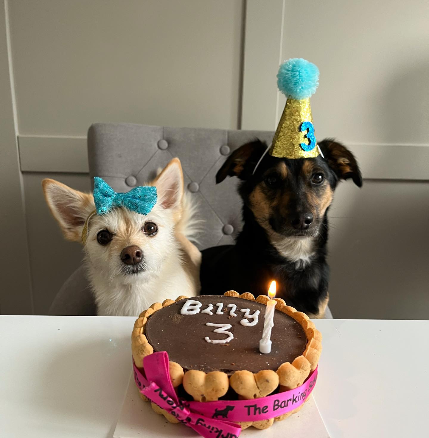Pawty Dog Cakes