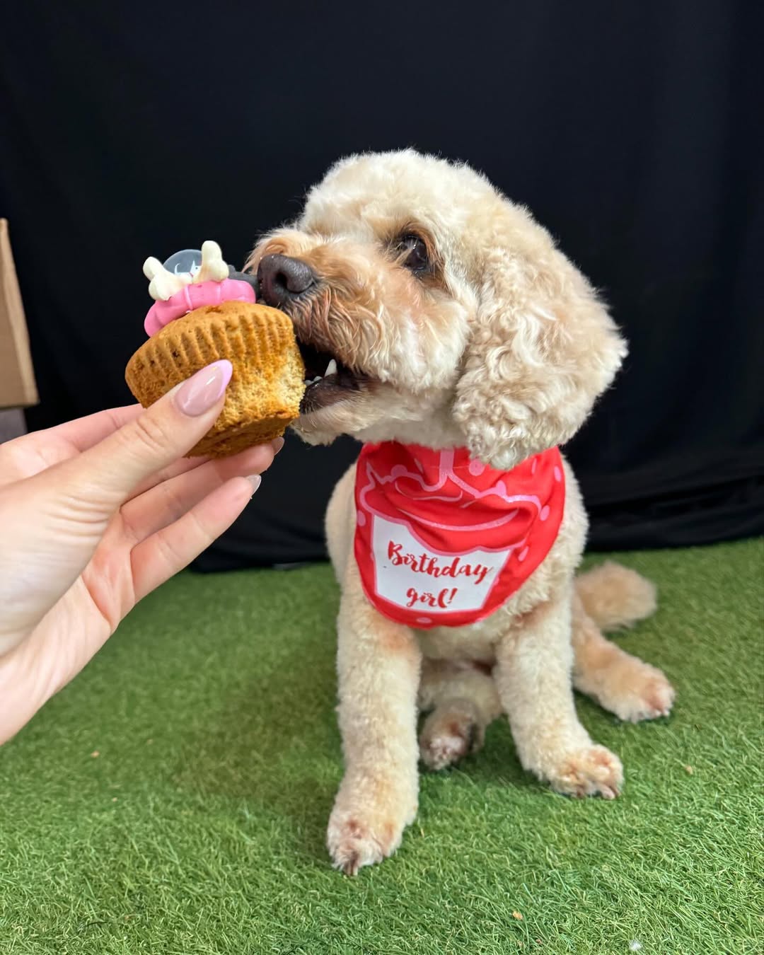 Core Dog Treat Collection