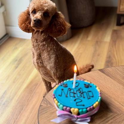Blue Yoghurt Topped Pawty Cake for Dogs
