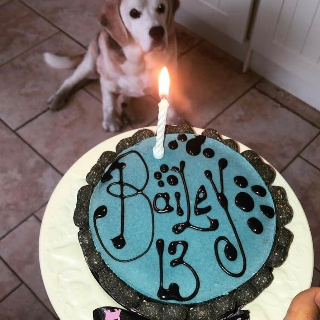 Blue Yoghurt Topped Pawty Cake for Dogs
