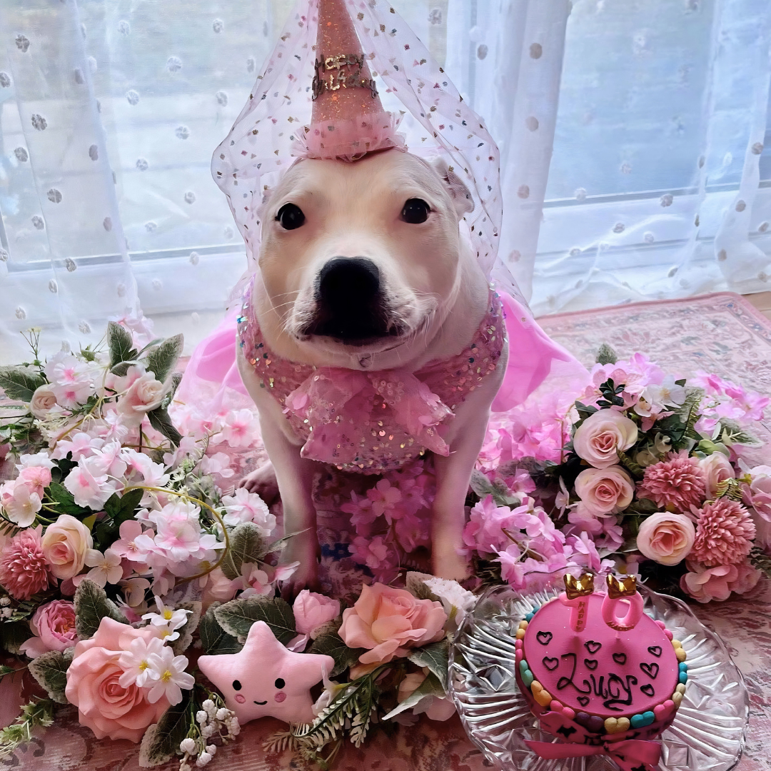 Pink Yoghurt Topped Pawty Cake
