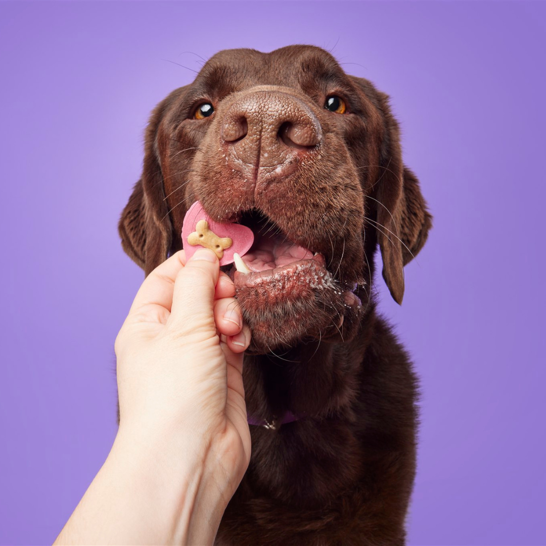 Yappy Woofmas Doggy Yoghurt Heart Shaped Drops