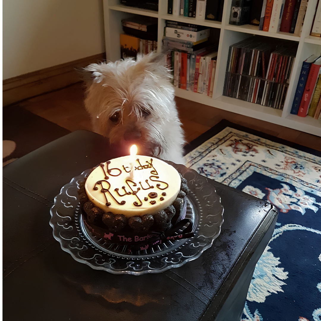 Handwritten Vanilla Yoghurt Topped Pawty Cake (Please allow 5-7 working days delivery)