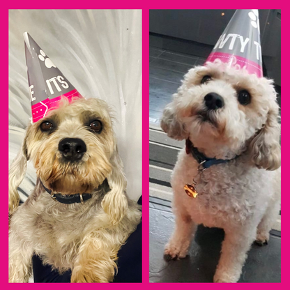 Pawty Hats - Party Hats for Dogs