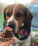 dog birthday treat