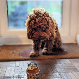 muffin treats for dogs