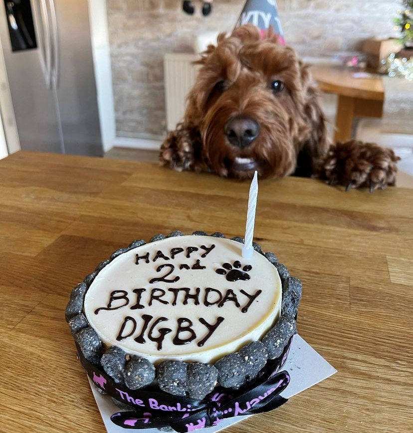 Barking bakery dog cake store